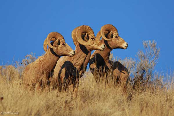Bighorn Rams