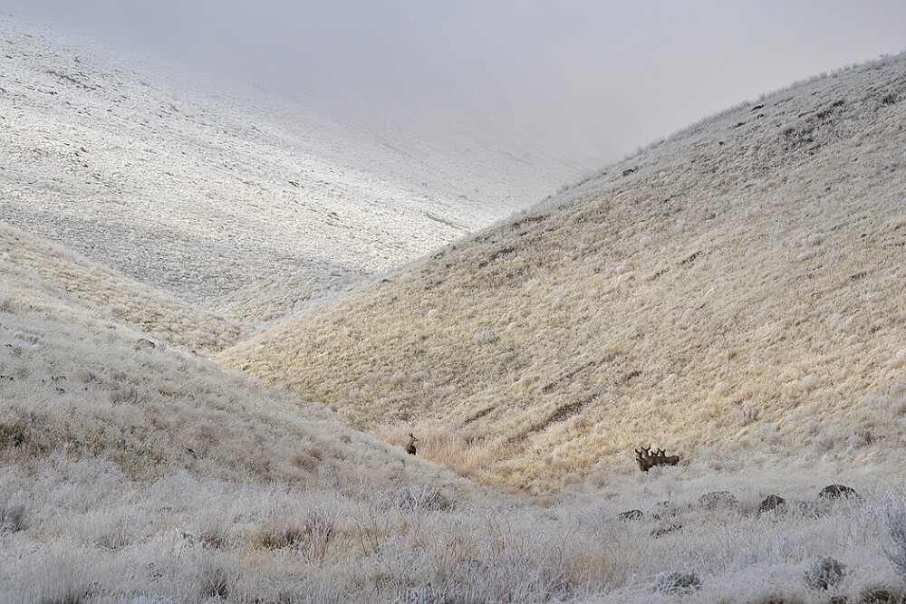 yakima-river-frost-deer