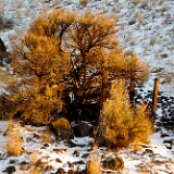 big-sagebrush-late-afternoon