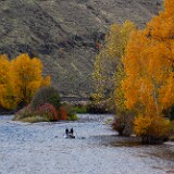 yakima-river-canyon-bighorn-fall