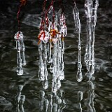yakima-river-icicles