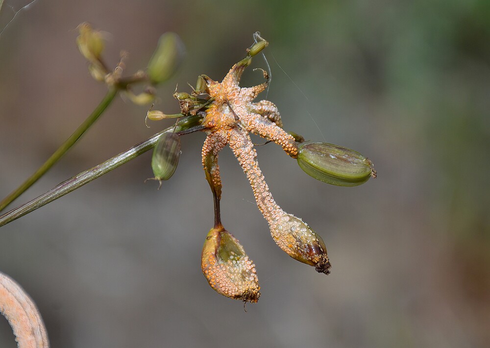 Lomatium-Rust-Puccinia-jonesii-1