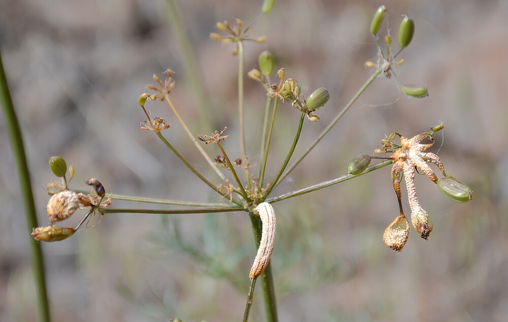 Lomatium-Rust-Puccinia-jonesii