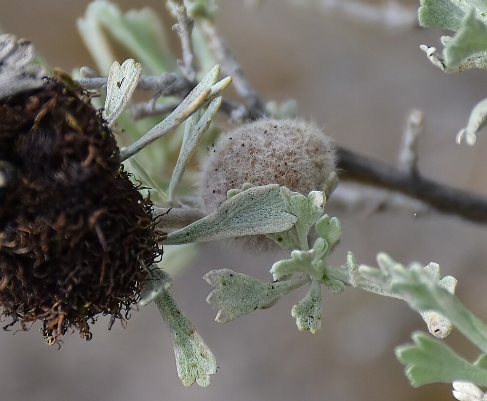 Rhopalomyia-hirtipomum-and-Sagebrush-Medusa-Gall-Midge