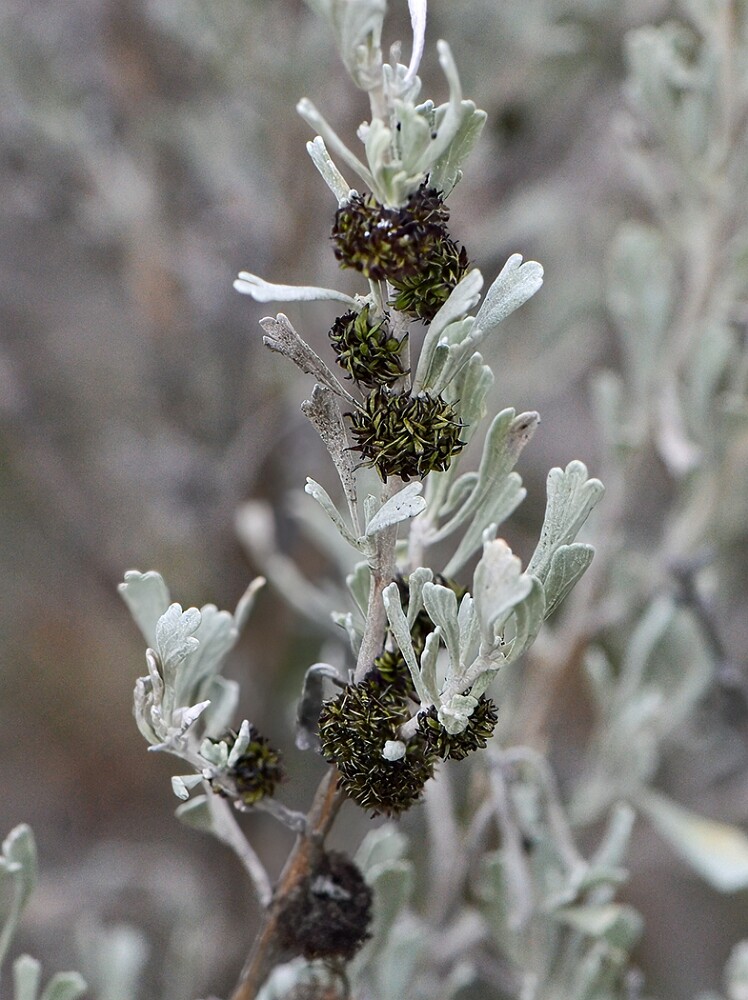 Sagebrush-Medusa-Gall-Midge-Rhopalomyia-medusa-1