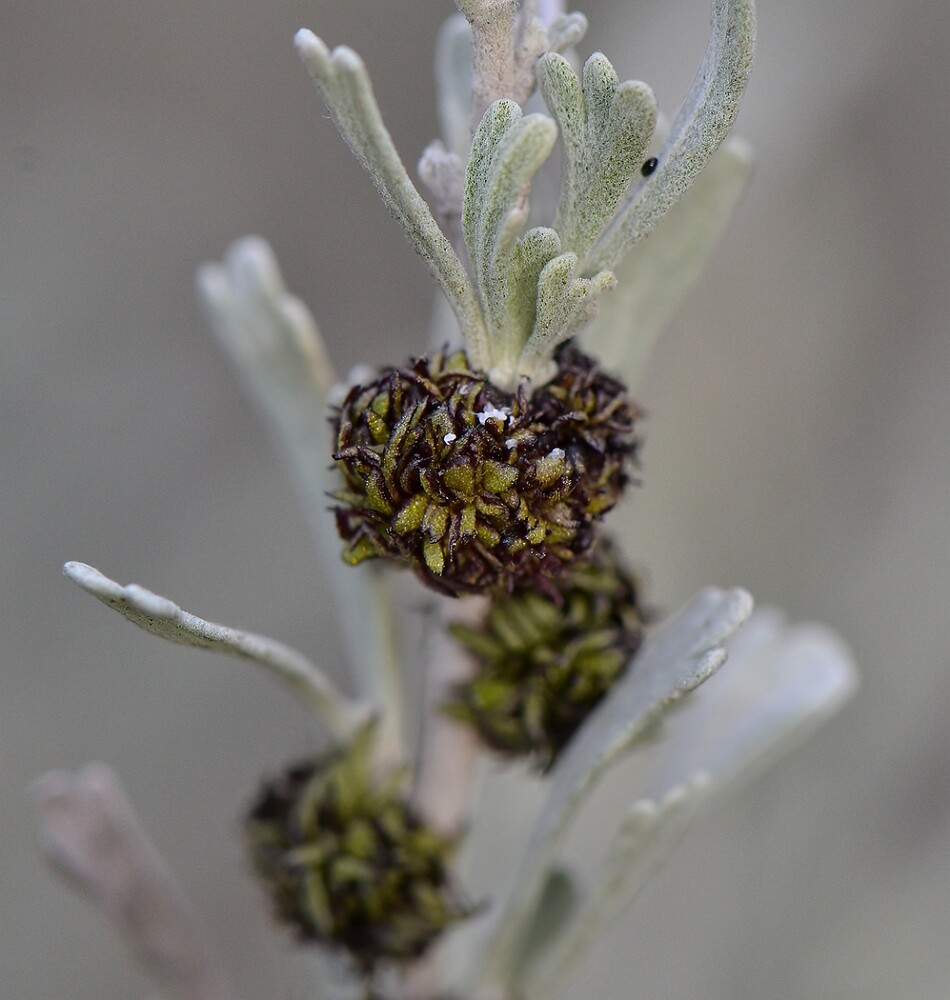 Sagebrush-Medusa-Gall-Midge-Rhopalomyia-medusa