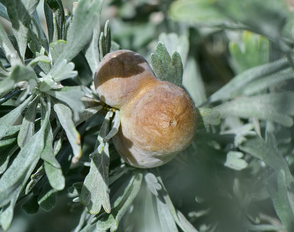 Sagebrush-Plum-Gall-Midge-Rhopalomyia-calvipomum