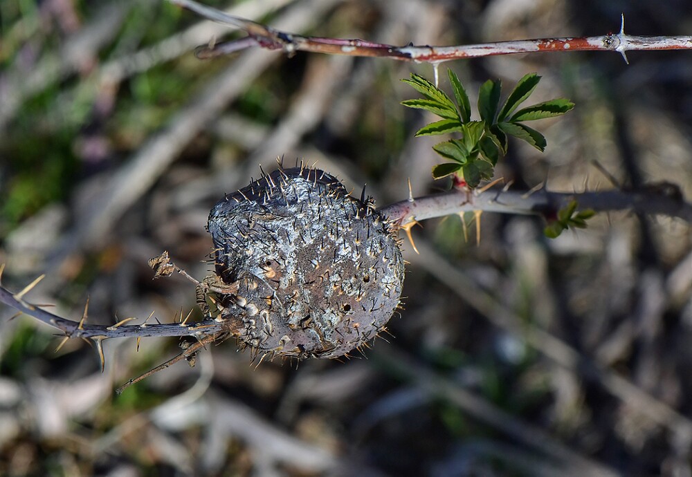 Spiny-rose-stem-gall-wasp-Diplolepis-spinosa