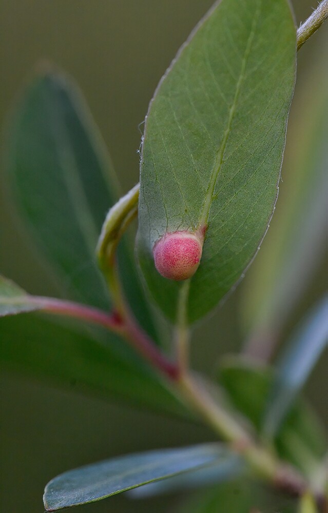 Willow-Apple-Gall-Sawfly-Euura-californica-1