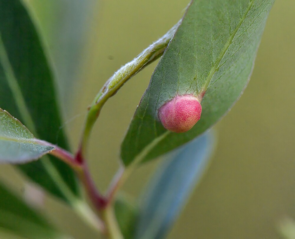 Willow-Apple-Gall-Sawfly-Euura-californica