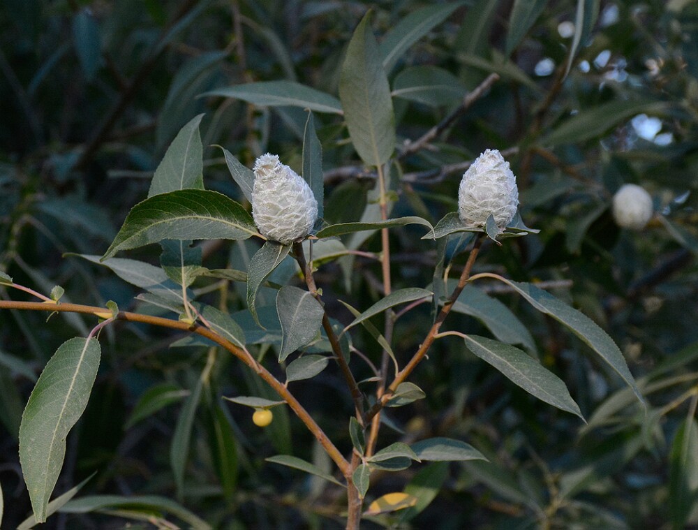 Willow-Pinecone-Gall-Midge-Rabdophaga-strobiloides-1