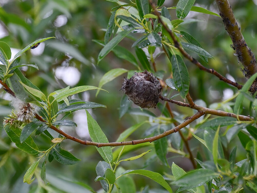 Willow-Pinecone-Gall-Midge-Rabdophaga-strobiloides-2