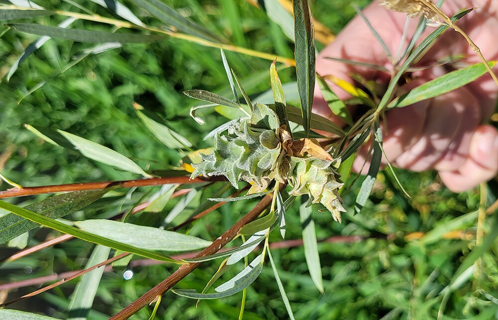Willow-Rose-Gall-Midge-Rabdophaga-rosaria-1