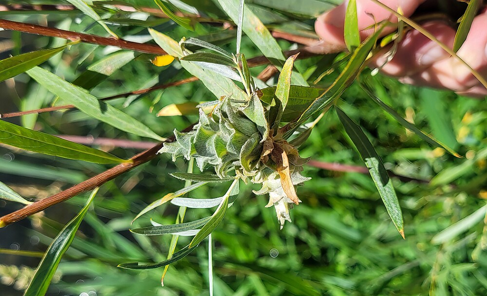 Willow-Rose-Gall-Midge-Rabdophaga-rosaria