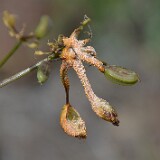 Lomatium-Rust-Puccinia-jonesii-1
