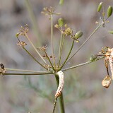 Lomatium-Rust-Puccinia-jonesii