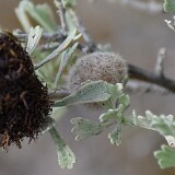 Rhopalomyia-hirtipomum-and-Sagebrush-Medusa-Gall-Midge