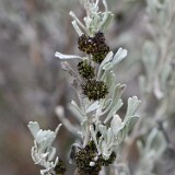 Sagebrush-Medusa-Gall-Midge-Rhopalomyia-medusa-1