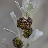 Sagebrush-Medusa-Gall-Midge-Rhopalomyia-medusa