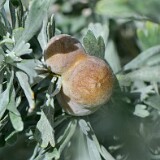 Sagebrush-Plum-Gall-Midge-Rhopalomyia-calvipomum