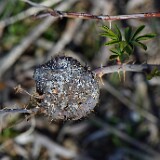 Spiny-rose-stem-gall-wasp-Diplolepis-spinosa
