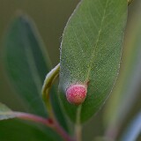 Willow-Apple-Gall-Sawfly-Euura-californica-1