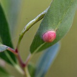 Willow-Apple-Gall-Sawfly-Euura-californica