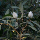 Willow-Pinecone-Gall-Midge-Rabdophaga-strobiloides-1