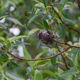 Willow-Pinecone-Gall-Midge-Rabdophaga-strobiloides-2