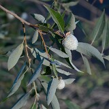 Willow-Pinecone-Gall-Midge-Rabdophaga-strobiloides