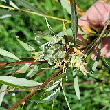 Willow-Rose-Gall-Midge-Rabdophaga-rosaria-1