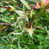 Willow-Rose-Gall-Midge-Rabdophaga-rosaria