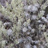 Woolly-Bud-Gall-Midge-Rhopalomyia-medusirrasa-probably-1