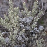 Woolly-Bud-Gall-Midge-Rhopalomyia-medusirrasa-probably-2