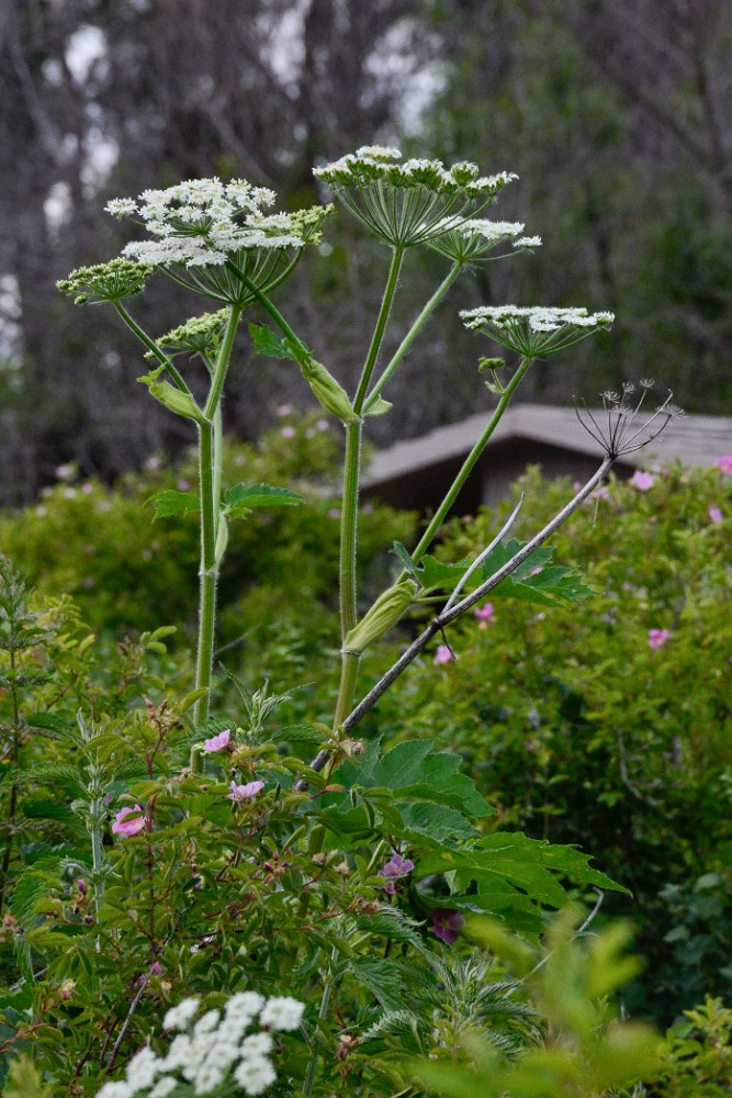 American cow-parsnip