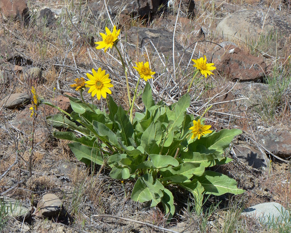 Arrowleaf balsamroot - Balsamorhiza sagittata (2)