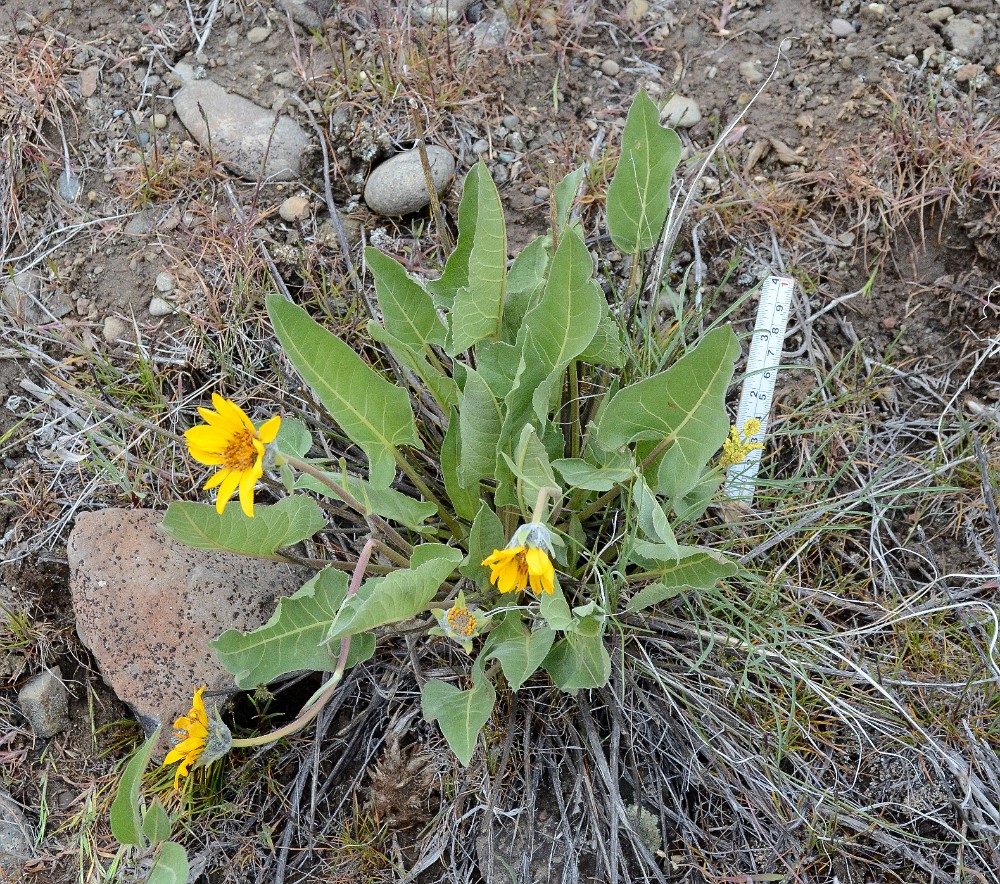 Arrowleaf balsamroot - Balsamorhiza sagittata (3)