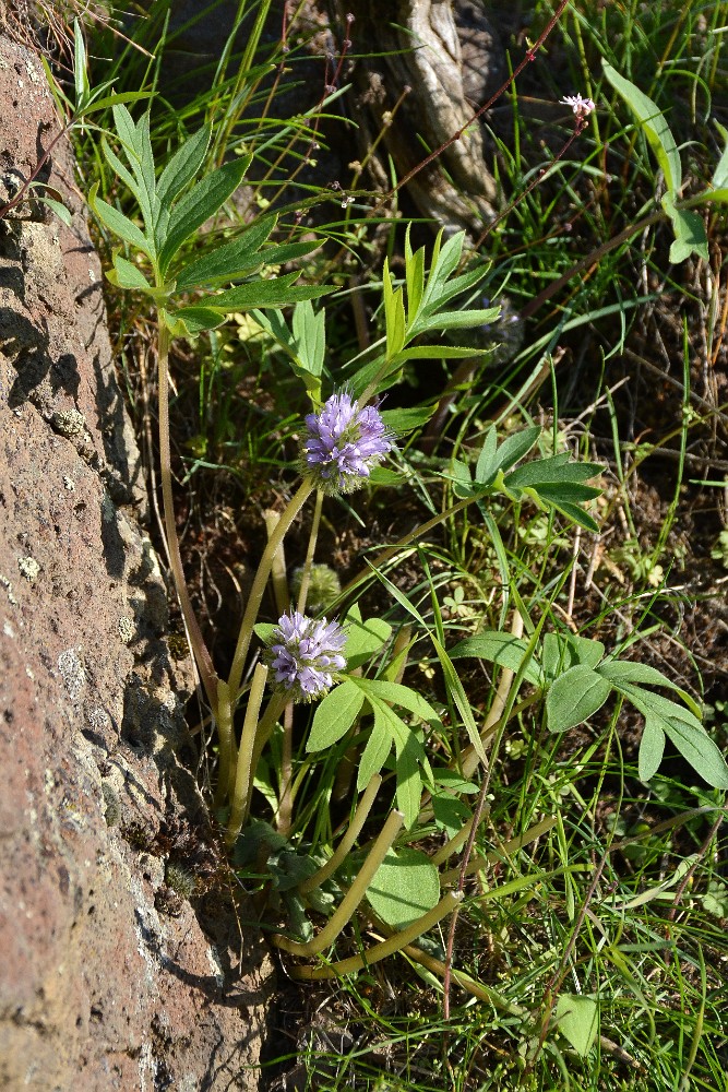 Ballhead waterleaf (3)