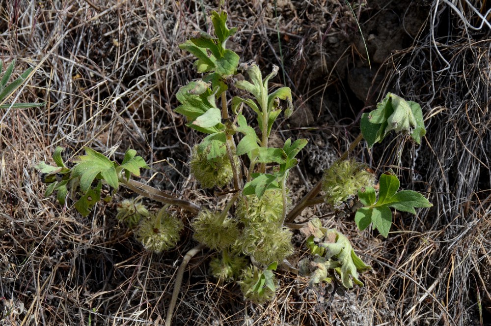 Ballhead waterleaf - Hydrophyllum capitatum