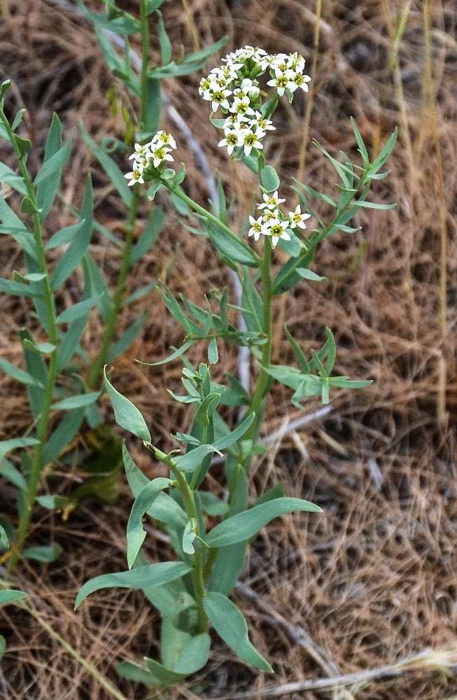 Bastard toadflax