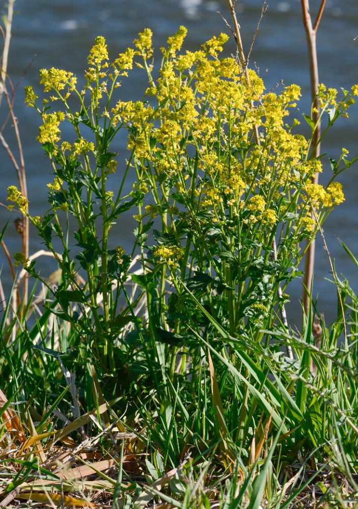 Bitter wintercress - Barbarea vulgaris