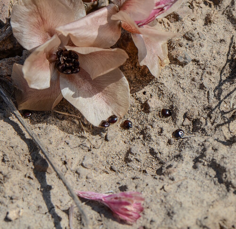 Bitterroot - Lewisia rediviva (1)