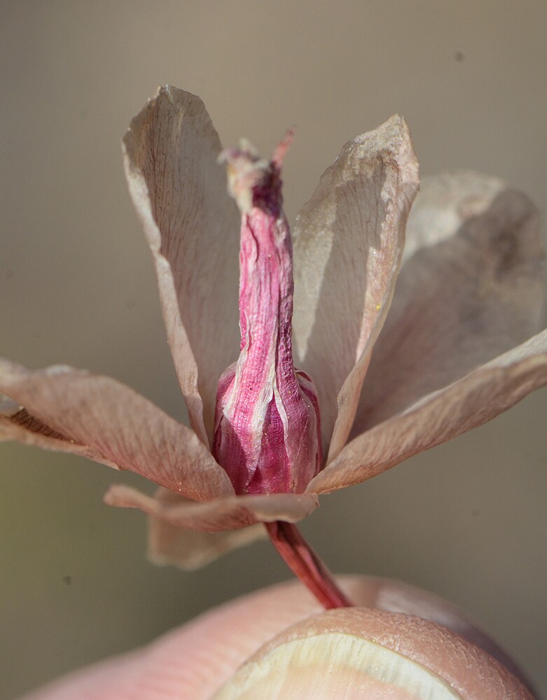Bitterroot - Lewisia rediviva (3)