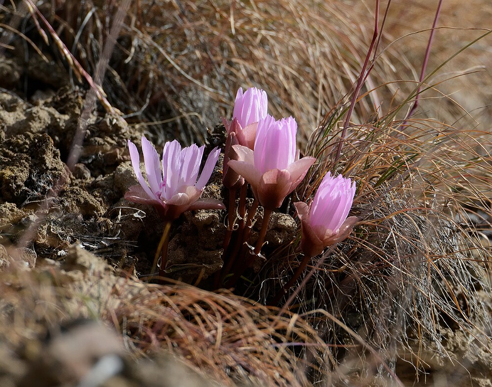 Bitterroot - Lewisia rediviva-4