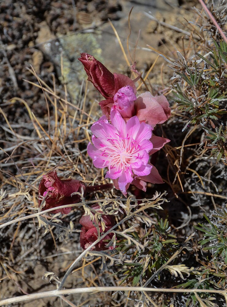 Bitterroot - Lewisia rediviva