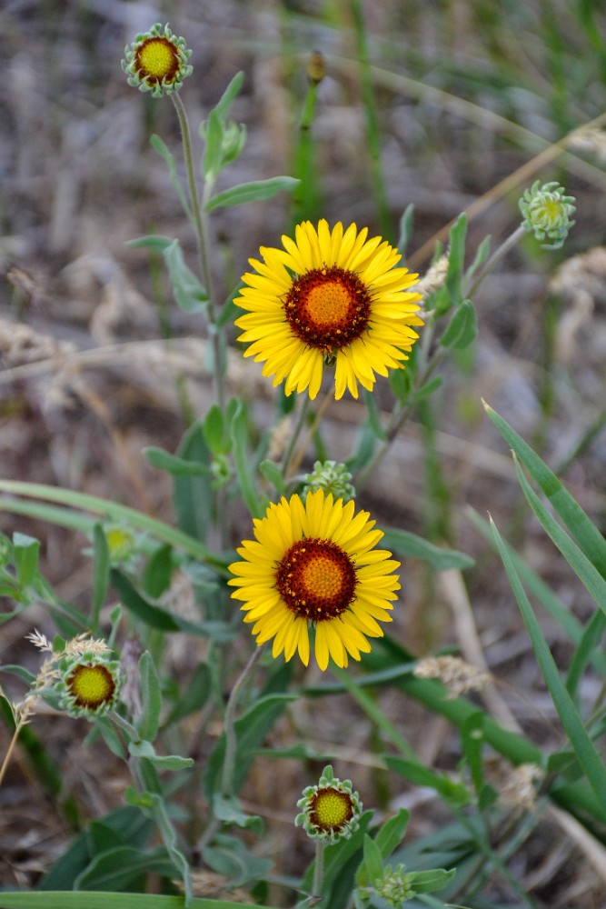 Blanket Flower