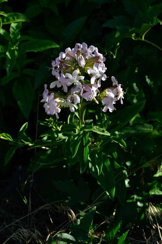 Bouncing bet - Saponaria officinalis (2)