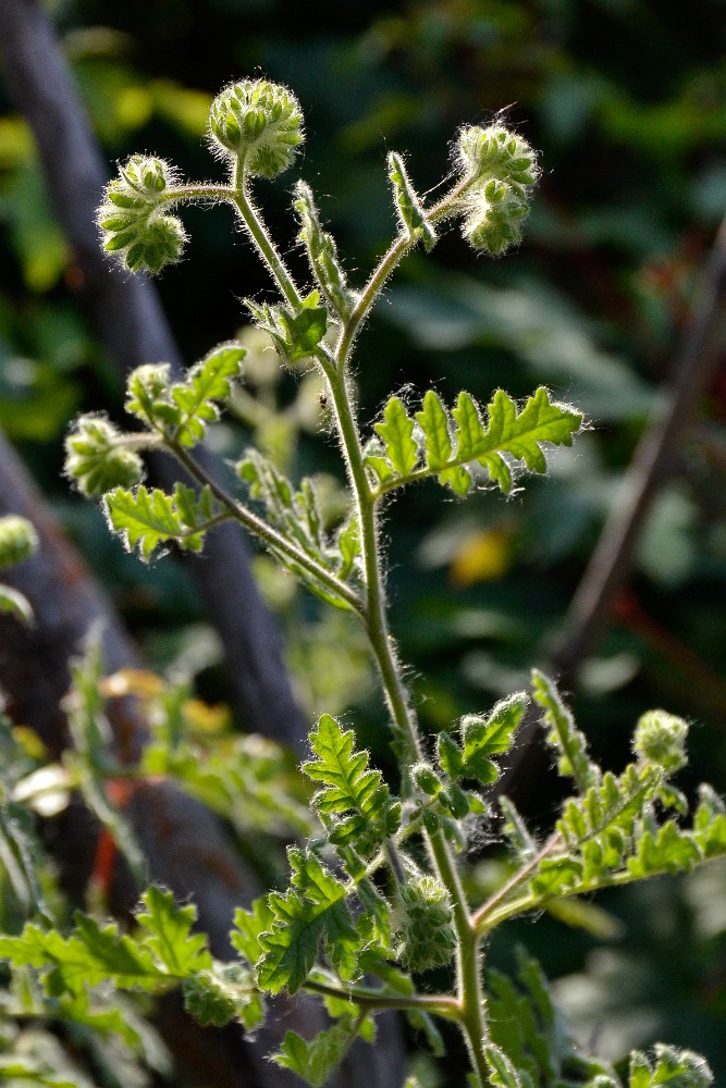 Branching phacelia (3)