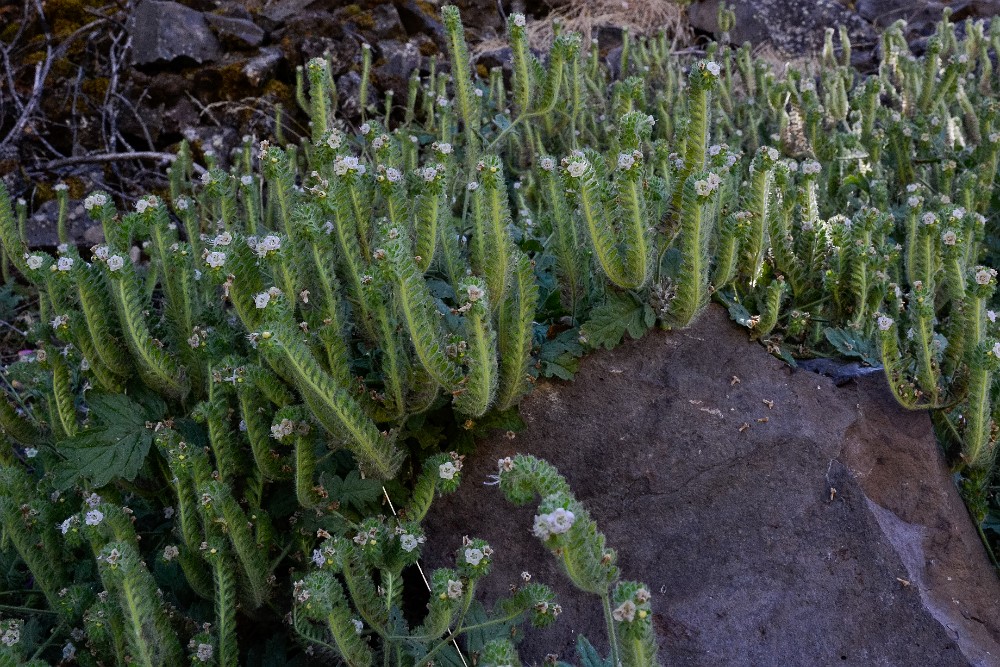 Branching phacelia