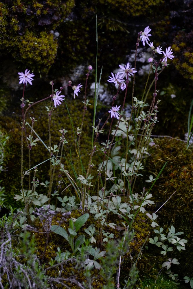 Bulbous woodlandstar - Lithophragma glabrum (4)